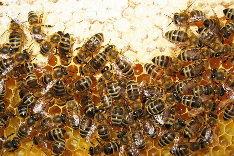 Illustration for article titled Killer Bees, Evil Kelp, and Other Stories We Didn't Post